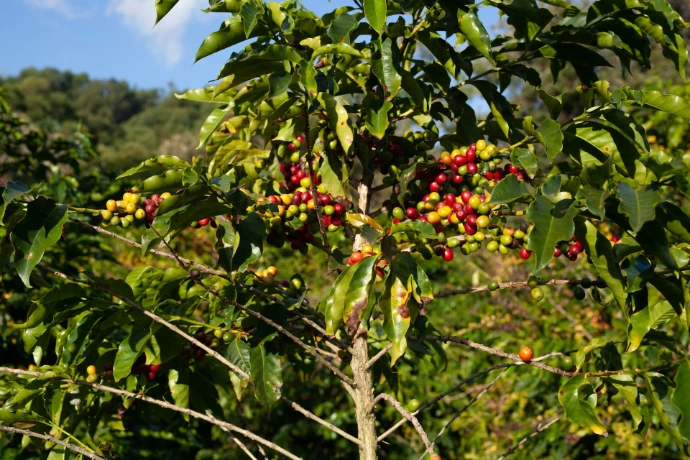 a tree with berries
